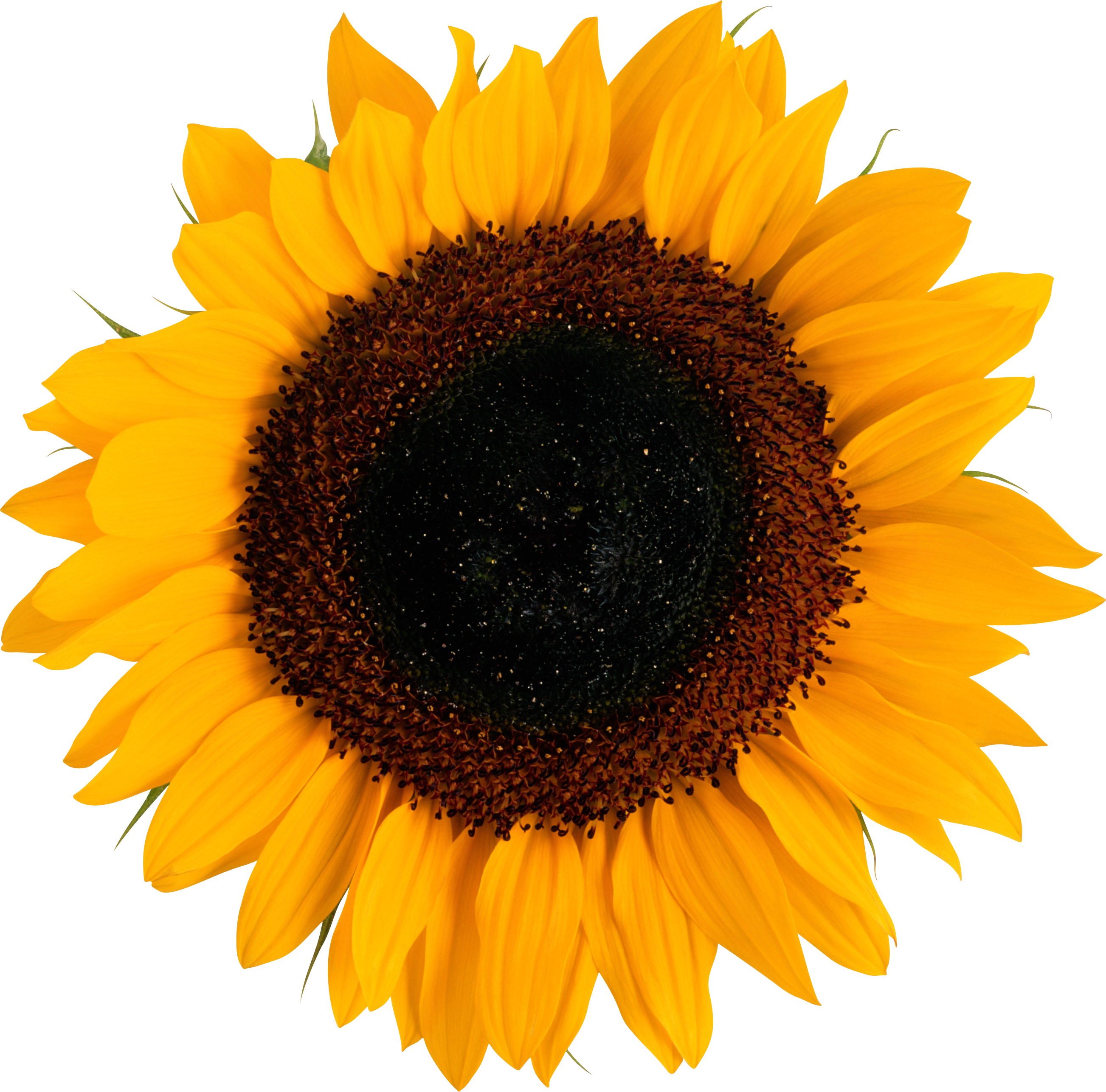 Sunflower Amsterdam